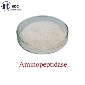 Aminopeptidase